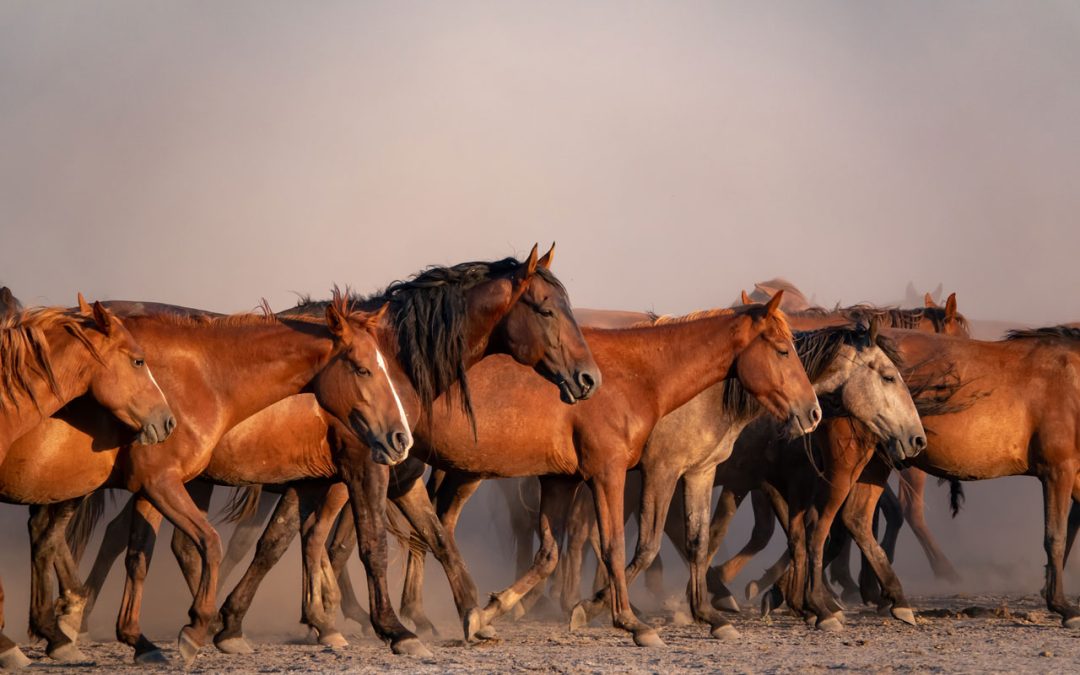 The American Quarter Horse