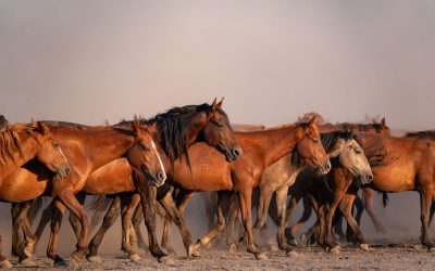 The American Quarter Horse